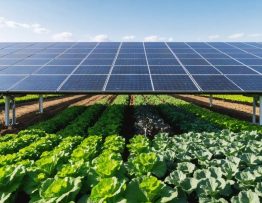 A landscape showing agrivoltaic systems with rows of solar panels elevated over thriving crops, illustrating the combination of solar energy production and agricultural productivity.