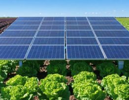 Panoramic image of a commercial agrivoltaic farm displaying solar panels elevated above various crops such as lettuce and berries, with a clear sky in the background showing the successful combination of solar energy and agriculture.