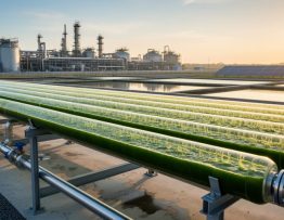 Transparent tubular photobioreactors filled with bright green algae at an outdoor biofuel facility during golden hour, with blurred refinery piping, sedimentation ponds, and distant solar panels in the background.